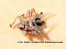 Abb. 1: Die Schwalbenlausfliege (Stenepteryx hirundinis) lebt als Ektoparasit im Gefieder der Mehlschwalbe (Delichon urbicum)