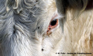 Abb. 3: Die Stallfliege (Musca autumnalis) verletzt ihre Wirtstiere im Augenbereich um den Tränenfluss anzuregen