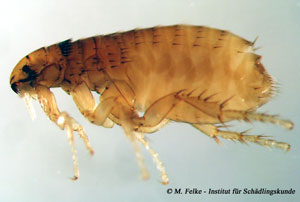 Abbildung 1: Flöhe (Siphonaptera) sind flügellose Insekten mit seitlich stark abgeflachtem Körper (hier: Katzenfloh - Ctenocephalides canis)