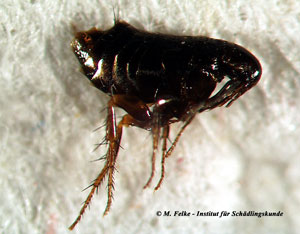 Abbildung 1: Der H&uuml;hnerfloh (Ceratophyllus gallinae) kann sich in H&uuml;hnerst&auml;llen massenhaft vermehren