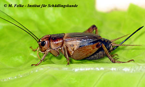 Abbildung 1: Heimchen (Acheta domestica) werden auch als Hausgrillen bezeichnet