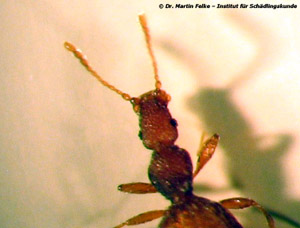 Abbildung 2: Die Antennen von Adistemia watsoni enden in einer 3-gliedrigen Fühlerkeule