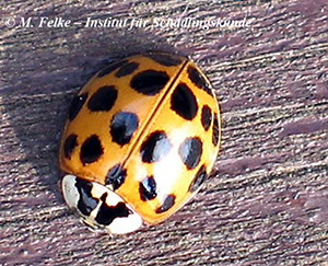 Asiatischer Marienkäfer