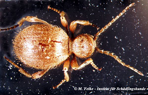 Abbildung 3: Der Messingkäfer (Niptus hololeucus) ähnelt dem Australischen Diebkäfer