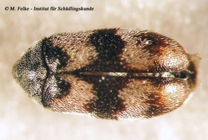 Abbildung 6: Der Berlinkäfer (Trogoderma angustum) gehört wie der Australische Teppichkäfer zur Familie der Speckkäfer (Dermestidae)