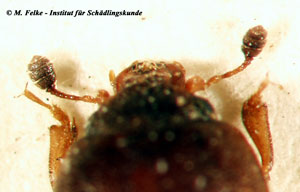 Abbildung 1: Die letzten 3 Antennensegmente des Backobstkäfers (Carpophilus hemipterus) sind stark vergrößert und bilden eine deutlich abgesetzte, dunkel gefärbte Fühlerkeule
