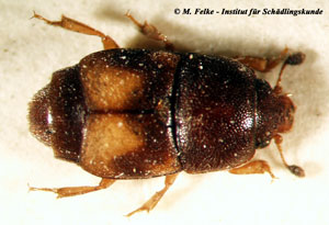 Abbildung 2: Der Backobstkäfer (Carpophilus hemipterus) ist ein Vorratsschädling aus der Familie der Glanzkäfer (Nitidulidae)