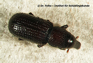 Abbildung 1: Der Balkenrüssler (Stereocorynes truncorum) gehört in die Familie der Rüsselkäfer (Curculionidae)