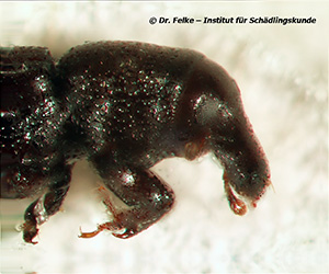 Abbildung 3: Balkenrüssler (Stereocorynes truncorum) - Kopfansicht