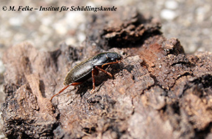 Abbildung 1: Der Behaarte Erdbeersamenlaufk&auml;fer (Pseudoophonus rufipes) kann betr&auml;chtliche Sch&auml;den an Erdbeeren verursachen