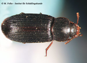 Abbildung 3: Der Schwarze Reismehlk&auml;fer (Tribolium madens) sieht dem Behaarten Erdbeersamenlaufk&auml;fer (Pseudoophonus rufipes) auf den ersten Blick recht &auml;hnlich