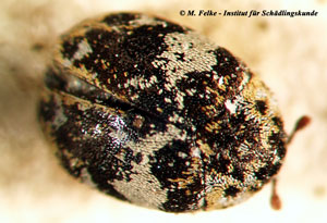 Abbildung 1: Der Bibernellen Blütenkäfer (Anthrenus pimpinellae) gilt zugleich als Material- und Hygieneschädling	