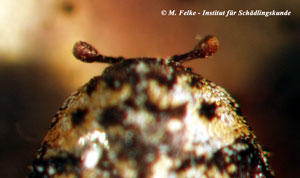 Abbildung 2: Kopfansicht des Bibernellen Blütenkäfers (Anthrenus pimpinellae)
