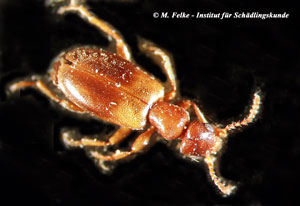 Abbildung 1: Der Blumenkäfer (Anthicus floralis) gilt als Vorratsschädling und Indikatororganismus für unzureichende Lagerungsbedingungen von Getreide und anderen Vorratsgütern