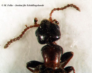 Abbildung 3: Kopfansicht eines Blumenkäfers (Anthicus sp.)