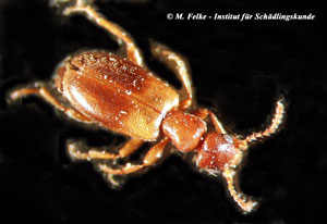 Blumenkäfer (Anthicus floralis)