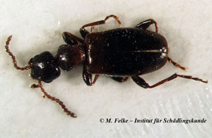 Blumenkäfer (Anthicus floralis)