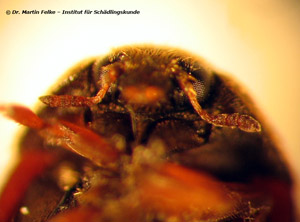 Abb. 4: Die Fühler enden beim Vodka beetle in einer dreigliedrigen Fühlerkeule