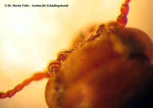 Abbildung 3: Am Kopf des Braunen Splintholzkäfers (Lyctus brunneus) fallen zwei charakteristische Erhebungen auf