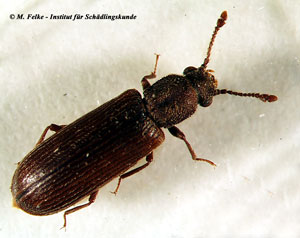 Abb. 4: Der Parkettkäfer (Lyctus linearis) gehört ebenso wie Lyctus brunneus in die Familie der Splintholzkäfer (Lyctidae)