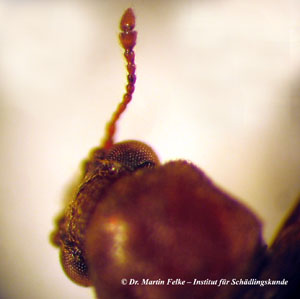 Abb. 2: Die letzten beiden Fühlerglieder sind beim powderpost beetle (Lyctus brunneus) deutlich vergrößert