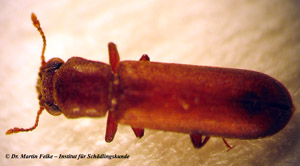 Abb. 1: Der powderpost beetle (Lyctus brunneus) ist ein wirtschaftlich wichtiger Holzschädling	