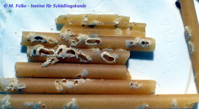 Abbildung 1: Der Brotk&auml;fer (Stegobium paniceum) bef&auml;llt eine Vielzahl von Nahrungsmitteln