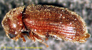 Abbildung 3: Brotk&auml;fer (Stegobium paniceum) - Lateralansicht