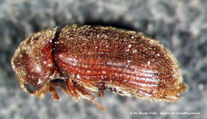 Abbildung 2: Brotkäfer - Stegobium paniceum (Lateralansicht)