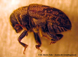 Abbildung 1: Der Bunte Eschenbastk&auml;fer (Leperisinus varius) bef&auml;llt vor allem Eschen