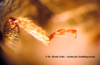 Abbildung 2: Detailaufnahme eines Hinterbeins des Bunten Eschenbastkäfers (Leperisinus varius)
