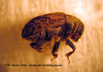 Abb. 3: Leperisinus varius ist ein reiner Pflanzenschädling