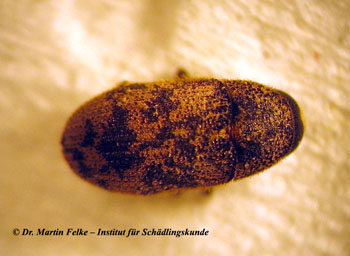 Abb. 1: Leperisinus varius ist ein Vertreter der Borkenkäfer