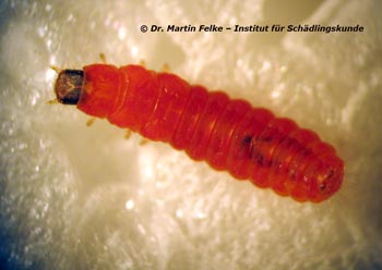 Abbildung 1: Die Larven des Buntkäfers Thaneroclerus buqueti ernähren sich räuberisch von Larven anderer Insektenarten