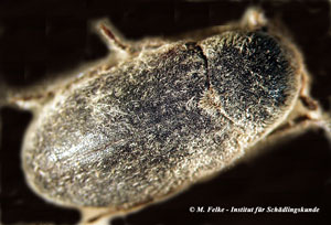 Abbildung 1: Der Dornlose Speckk&auml;fer (Dermestes frischi) wird rund 6 bis 10 mm lang