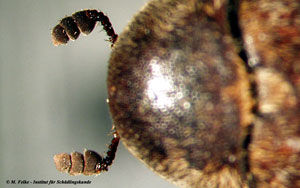 Abbildung 1: Beim Dornspeckkäfer (Dermestes maculatus) sind die letzten drei Antennensegmente stark vergrößert und bilden eine deutlich abgesetzte Fühlerkeule
