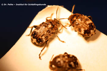 Abbildung 2: Bei Erbsenkäfern (Bruchus pisorum) ist der Hinterleib von den Flügeldecken nicht vollständig bedeckt	