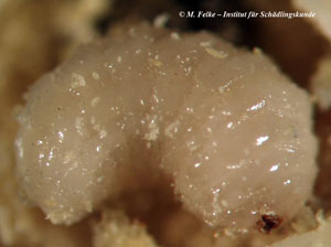 Abbildung 4: Larve des Speisebohnenk&auml;fers (Acanthoscelides obtectus)