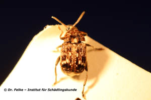 Erbsenkäfer Bruchus pisorum / Institut für Schädlingskunde