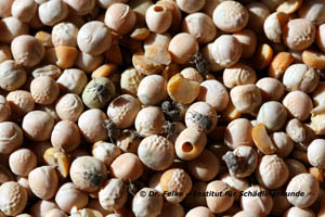 Abbildung 1: Von Erbsenkäfern (Bruchus pisorum) befallene Erbsen