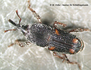 Abb. 3: Der Maiskäfer (Sitophilus zeamais) gehört wie der Erdbeerwurzelrüssler (Otiorhynchus ovatus) in die Familie der Rüsselkäfer (Curculionidae)