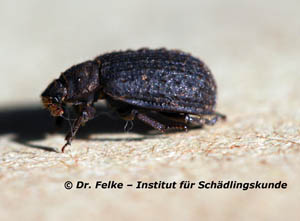 Abbildung 2: Die Fühlerkeule von Trox scaber ähnelt der Fühlerkeule von Blatthornkäferarten (Scarabaeidae)