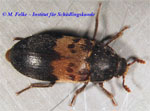 Abbildung 3: Der Gemeine Speckkäfer (Dermestes lardarius) gehört zusammen mit Trox scaber zu den Insektenarten, die die letzten Reste von toten Säugetieren verwerten