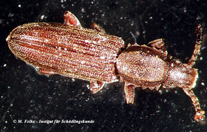 Abbildung 1: Der Erdnußplattkäfer (Oryzaephilus mercator) gehört in die Familie der Plattkäfer (Silvanidae)	