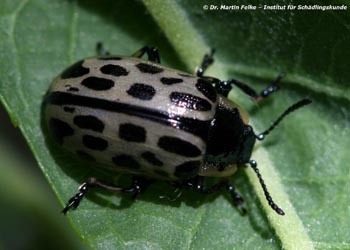 Abbildung 1: Gefleckter Weidenblattkäfer (Chrysomela vigintipunctata)