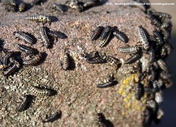  	Abbildung 2: Larven des Gefleckten Weidenblattkäfers (Chrysomela vigintipunctata) auf der Suche nach einem Verpuppungsplatz	 