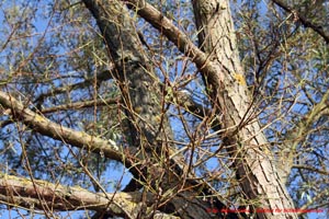 Abbildung 3: Die Larven des Gefleckten Weidenblattkäfers (Chrysomela vigintipunctata) können bei einem Massenbefall auch große Weiden kahlfressen