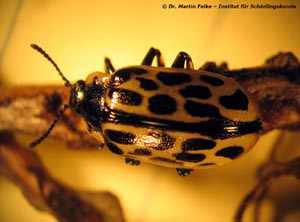 Abbildung 1: Der Gefleckte Weidenblattkäfer (Chrysomela vigintipunctata) besitzt auf den Flügeldecken insgesamt zwanzig schwarze Flecke