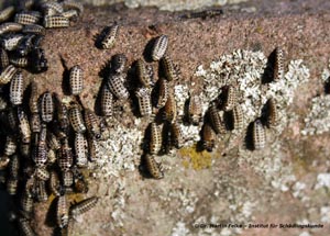 Gefleckter Weidenblattkäfer