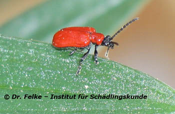 Abbildung 4: Das Lilienhähnchen (Lilioceris lilii) gehört wie der Gefleckte Weidenblattkäfer (Chrysomela vigintipunctata) zur Familie der Blattkäfer (Chrysomelidae)